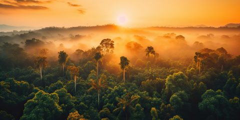 Selva Amazónica Biodiversidad en la Amazonía Conservación ambiental en la Amazonía Comunidades indígenas amazónicas Ecoturismo en la Amazonía Deforestación en la selva amazónica Importancia de la Amazonía Desarrollo sostenible en la Amazonía Flora y fauna amazónica Protección de la selva tropical
